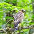 How to Identify a Broad-Winged Hawk