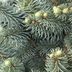 Grow a Dwarf Colorado Blue Spruce for Evergreen Beauty