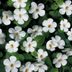 Best Container Plants: Bacopa Flower