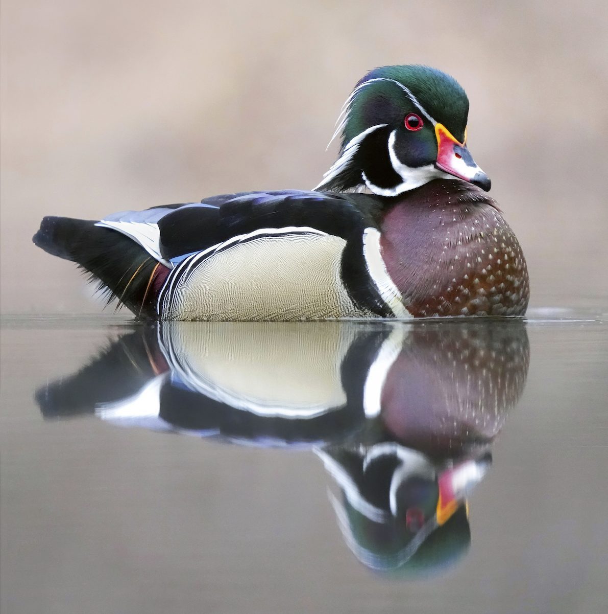 How to Identify a Wood Duck