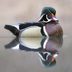 How to Identify a Wood Duck