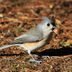 Fascinating Bird Behavior: Caching Food