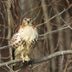 Do Hawk Sightings Have Special Meaning?