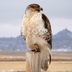 Head West to See a Ferruginous Hawk