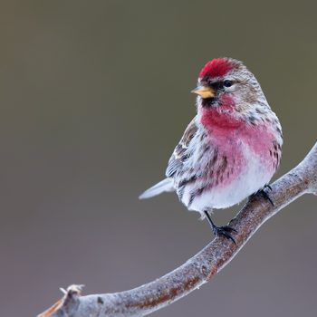 Common redpoll perched on a branch in winter in ottawa