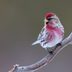 Redpoll vs House Finch: ID Challenge