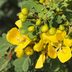 How to Grow and Care for a Winter Cassia Bush