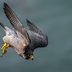 The Peregrine Falcon Is the World's Fastest Animal