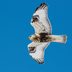 Look for a Rough-Legged Hawk in Winter