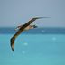 Meet the Seabirds That Soar Over the Waves