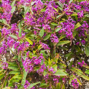 An evergreen plant with beautiful purple-magenta flowers in bloom in the city park. Hardenbergia violacea, Happy Wanderer, blossom