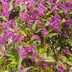 Add Lilac Vine to Backyard Flower Gardens