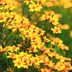 Grow Tagetes Lemmonii for Winter Flower Color