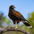 How to Identify a Harrisâ€™s Hawk