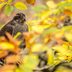 The American Goshawk Has a New Name