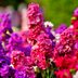 Stock Flower Care and Growing Tips