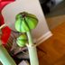 How to Dry, Save and Plant Amaryllis Seeds