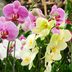 How to Grow and Care for Phalaenopsis Orchids