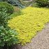 Top 10 Colorful Ground Cover Plants for Your Garden