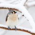 Identify and Attract a Tufted Titmouse