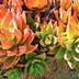 Top 10 Colorful Succulents You Should Grow