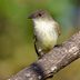 How to Identify an Eastern Phoebe