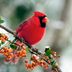 Top 13 Trees and Shrubs With Berries for Birds