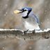 What Foods Do Blue Jays Eat?