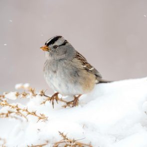 sparrow facts, White Crowned Sparrow, Feeding On Tumbleweed Seeds In The Snow. Bosque Del Apache National Wildlife Refuge, New Mexico, Usa.