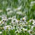 Plant a Rain Garden in Your Yard