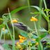 Grow Nectar-Rich Native Plants for Hummingbirds