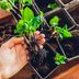 How to Root Woody Plant Cuttings