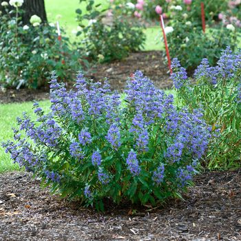 Pw Beyond Midnight Caryopteris 9