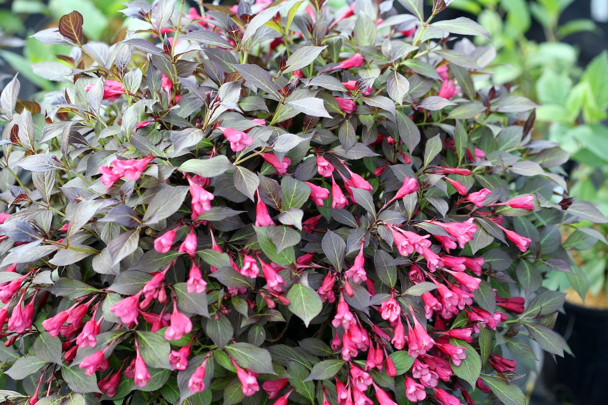 Top 10 Dwarf Shrubs for Containers