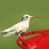 Are White Hummingbird Sightings Rare?