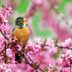 All About Bird Songs: Nature's Symphony