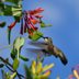 Grow Trumpet Honeysuckle for Hummingbirds