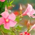 Grow Mandevilla (Rocktrumpet) for Easy Summer Color