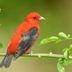 Summer Tanager vs Scarlet Tanager: ID Challenge