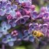 Lilac Bush Growing Guide: New Varieties and Care Tips