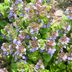 Keep Creeping Charlie (Ground-Ivy) out of Your Yard