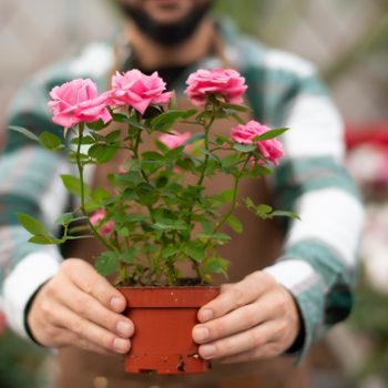 bearded gardener works in greenhouse