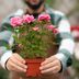 Potted Roses Made Easy: Best Tips and Varieties