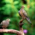 Mourning Dove vs Pigeon: What's the Difference?