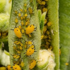 Oleander Aphid (Aphis nerii) feeding on milkweed