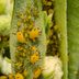 How to Get Rid of Aphids on Milkweed Plants