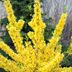 How to Grow and Care for a Forsythia Bush