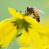 8 Sweet Honey Bee Facts You Should Know