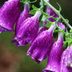 How to Grow Common Foxglove (Digitalis) Plants