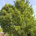 Top 10 Fast Growing Trees for Your Yard